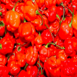 Box of Scotch Bonnet