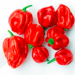 Scotch Bonnet